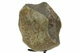 Fossil Sauropod Limb Bone Section with Metal Stand - Colorado #354328-1